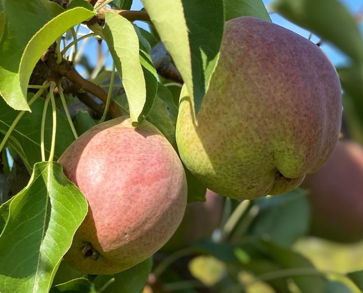 pear-tree